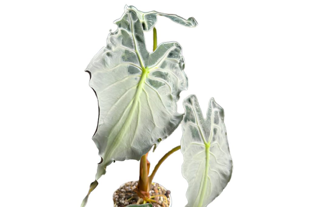 alocasia bambino arrow (3)