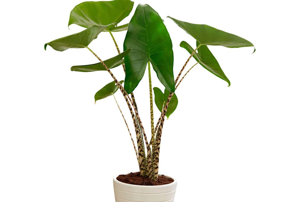 alocasia bambino arrow (4)